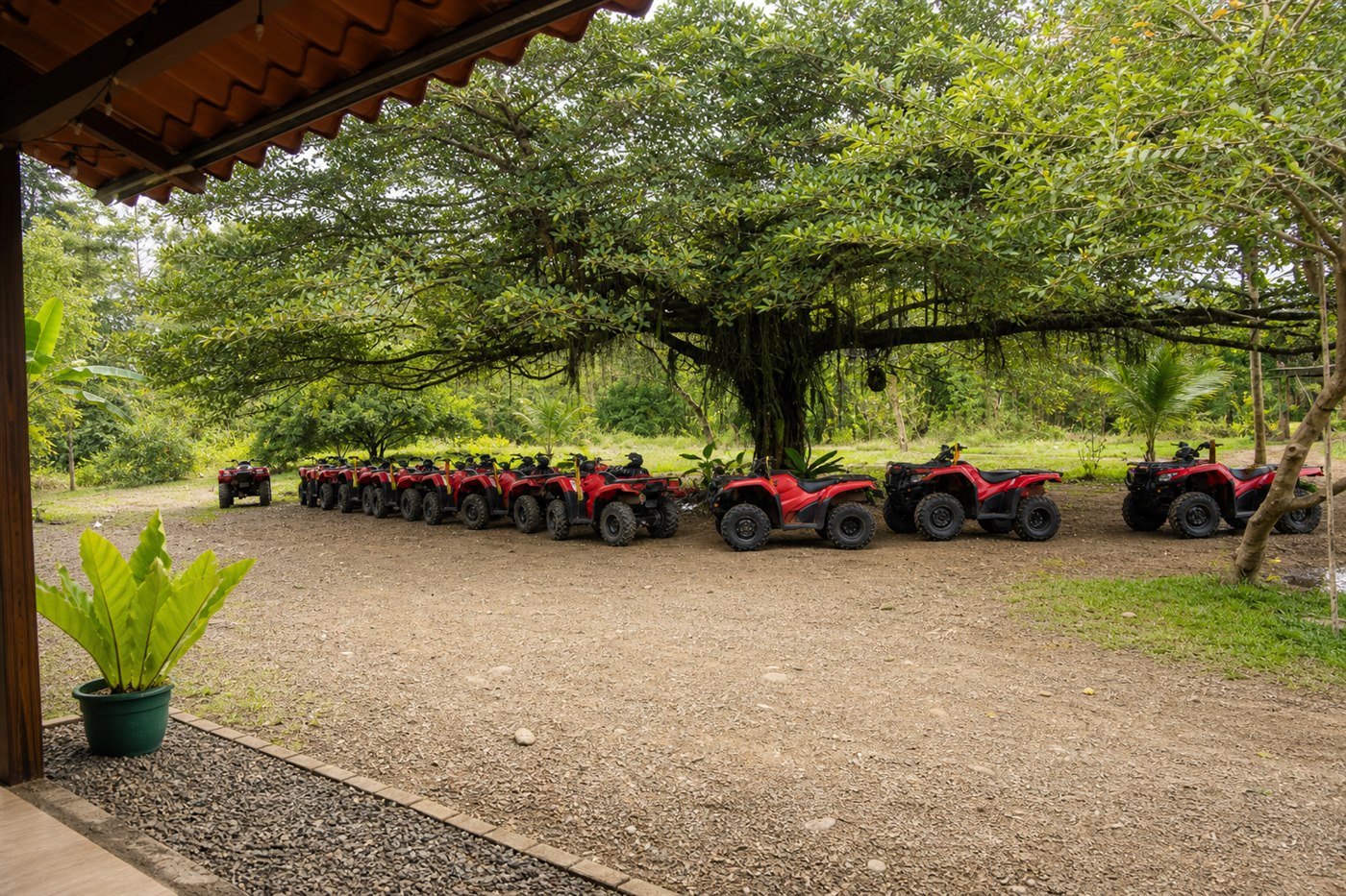 Red ATVs lined up beneath a large tropical tree at the FourTrax ranch in Damas